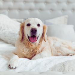 The Best Bed Sheets Review